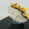 Wulfenita