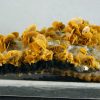 Wulfenita