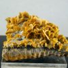 Wulfenita