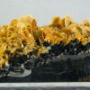 Wulfenita