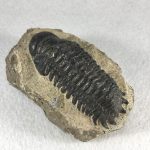 TRILOBITE PHACOPS RANA