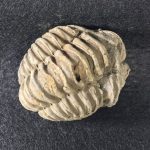 TRILOBITES FOSIL