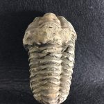 TRILOBITES FOSIL