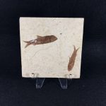 PECES FÓSILES